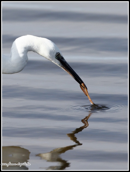 Aigrette garzette
