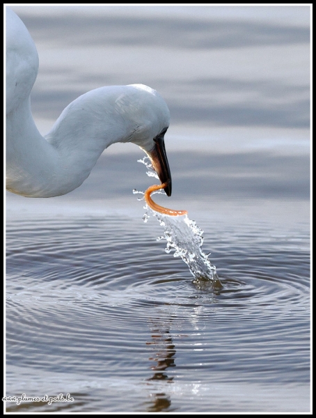 Aigrette garzette