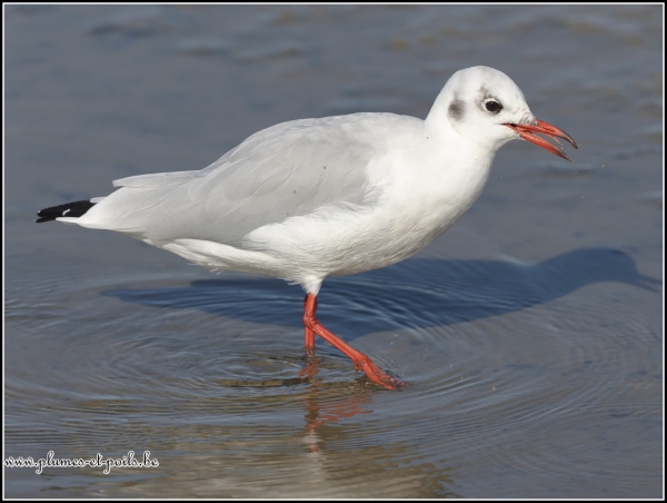 Mouette rieuse