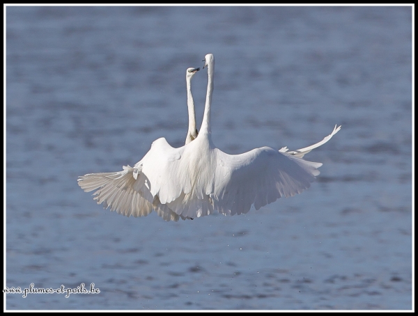 Aigrette garzette