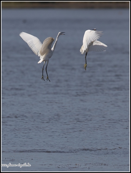 Aigrette garzette