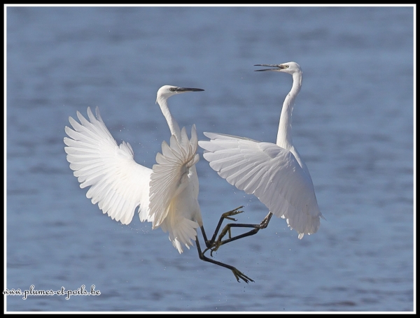 Aigrette garzette