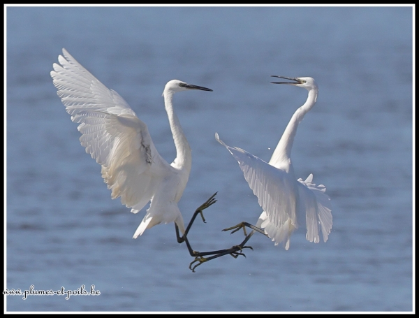 Aigrette garzette
