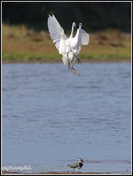Aigrette garzette