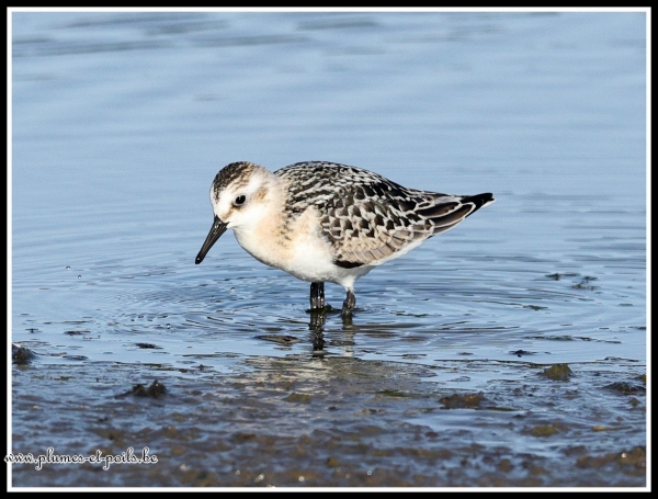 Bécasseau sanderling