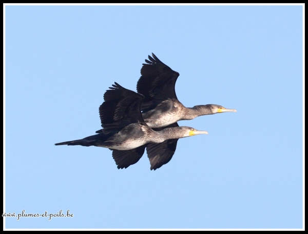 Grand cormoran