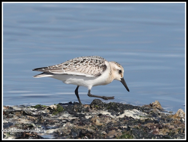 Bécasseau sanderling