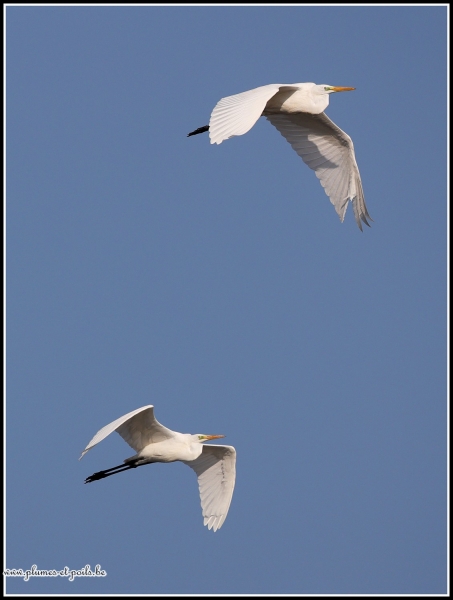 Grande aigrette