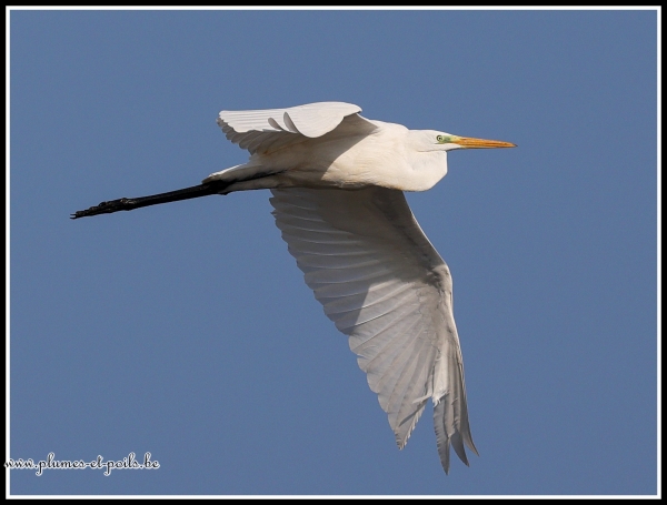 Grande aigrette