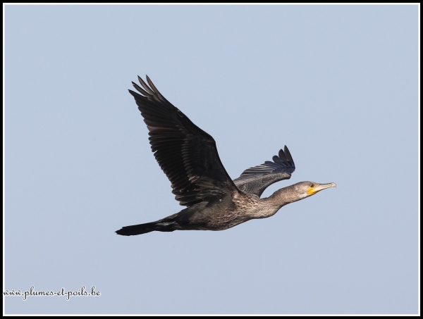Grand cormoran
