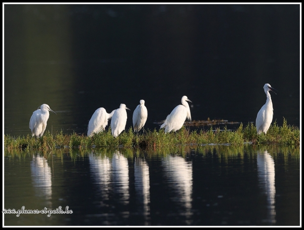 Aigrette garzette