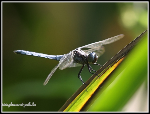 Orthetrum bleuissant