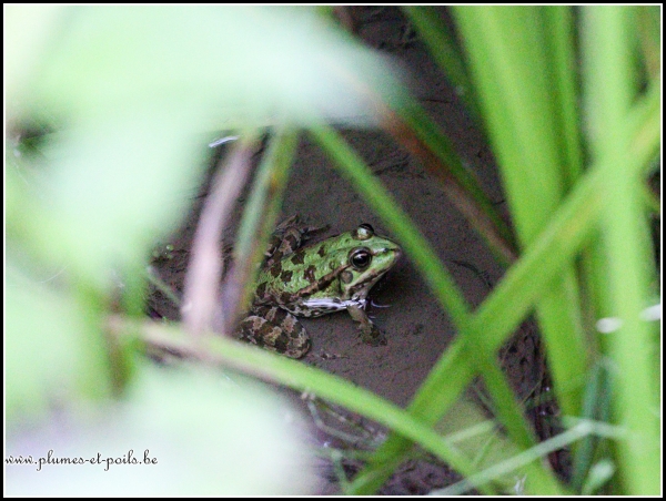 Grenouille verte