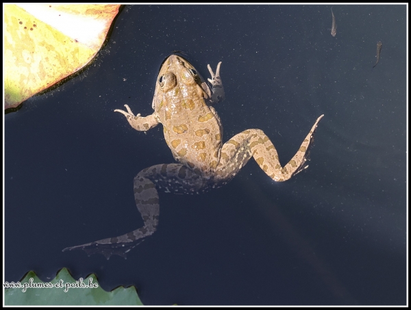 Grenouille