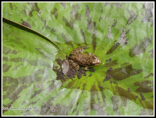 Grenouille verte